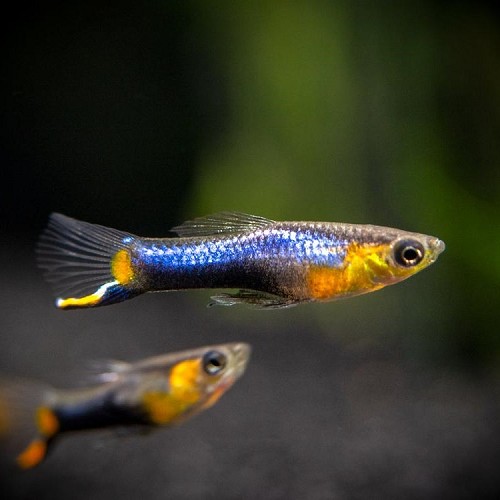 Poecilia ret.   Guppy endler blue star M